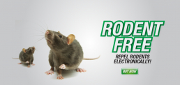 Pestrol Branding Design Rats