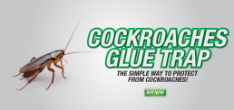 Pestrol Branding Design Cockroaches