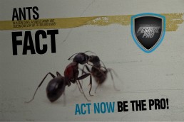 Pestrol Pro Insect Campaign Design