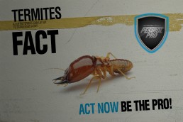 Pestrol Pro Insect Campaign Design