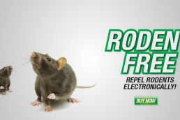 Pestrol Branding Design Rat