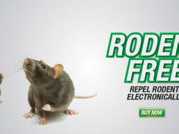 Pestrol Branding Design Rat